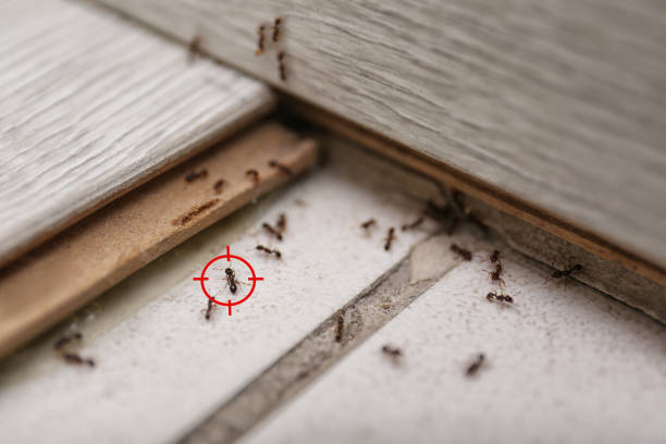Best Rat Extermination Near Me  in Harper Woods, MI