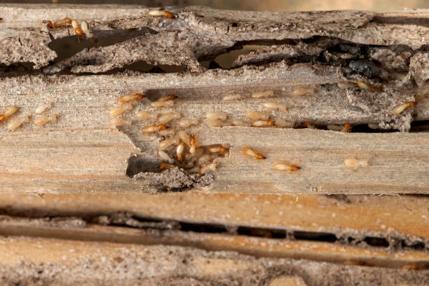 Best Commercial Pest Control Services  in Harper Woods, MI